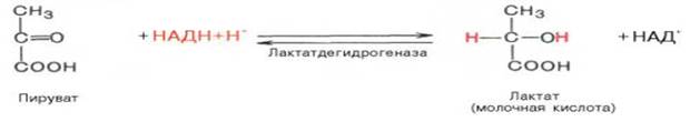 Механизм фосфорилитического отщепления остатка глюкозы от гликогена. - student2.ru