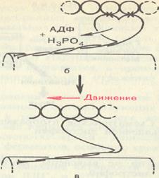 Механизм мышечного сокращения - student2.ru