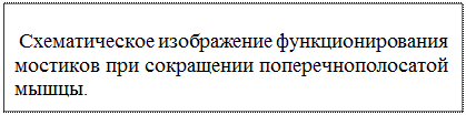 Механизм мышечного сокращения - student2.ru