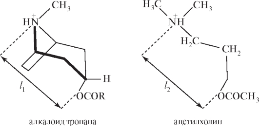 Механизмы действия и биотрансформация. Производные тропана по биологическому действию являются экзогенными лигандами - антагонистами ацетилхолина - student2.ru