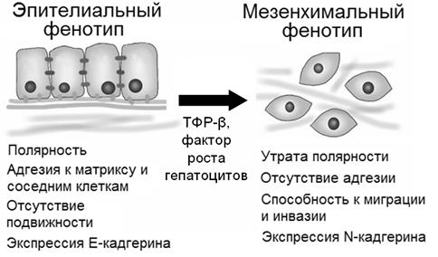 Механизмы инвазии, неоангиогенеза и метастазирования - student2.ru