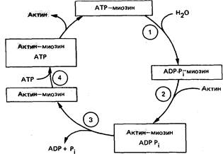 механизмы мышечного сокращения - student2.ru