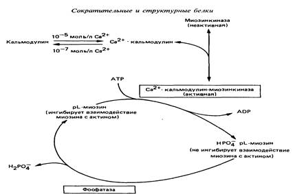 механизмы мышечного сокращения - student2.ru