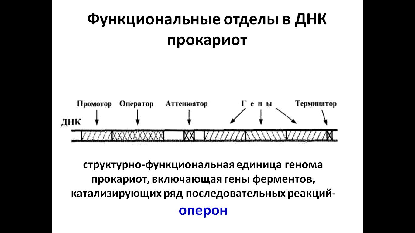 Механизмы регуляции биосинтеза белка у прокариотов. - student2.ru