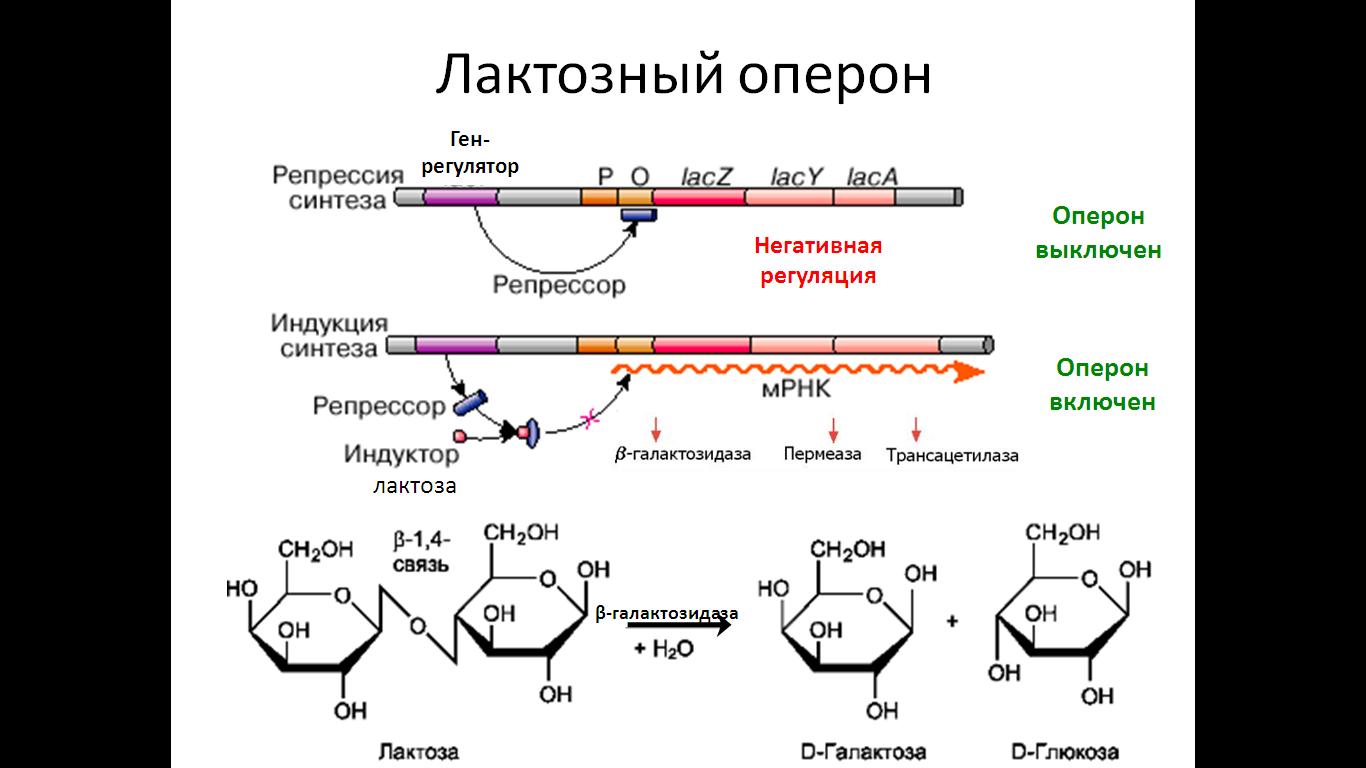 Механизмы регуляции биосинтеза белка у прокариотов. - student2.ru