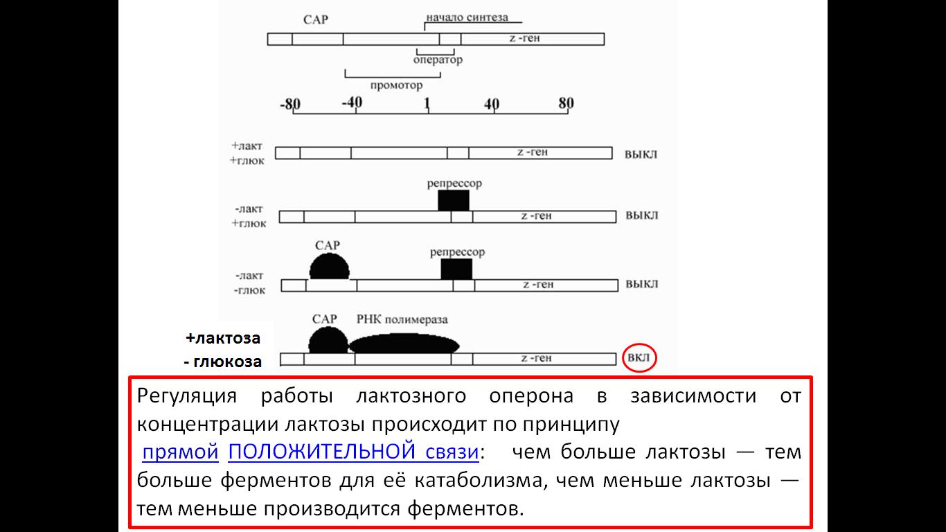 Механизмы регуляции биосинтеза белка у прокариотов. - student2.ru