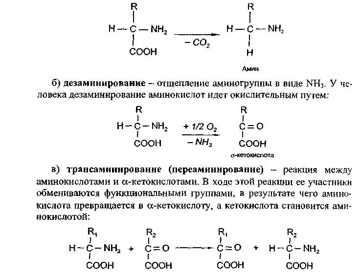 Метаболизм аминокислот - student2.ru