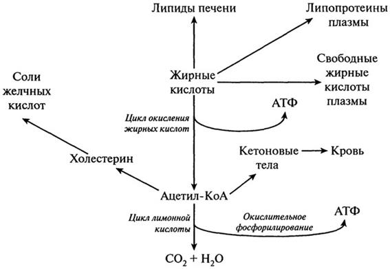 Метаболизм макронутриентов - student2.ru