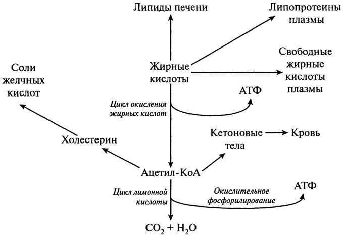 Метаболизм макронутриентов - student2.ru