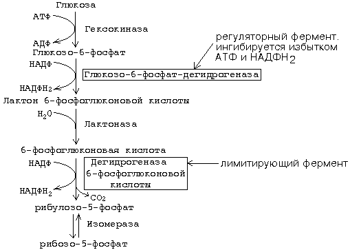 автономная саморегуляция гбф-пути. - student2.ru