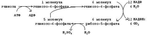 автономная саморегуляция гбф-пути. - student2.ru