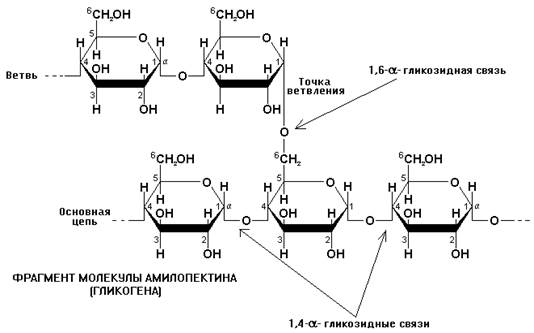 метаболизм углеводов и его регуляция. - student2.ru