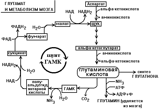 Метаболизм углеводов и особенности энергетического обеспечения нервной ткани - student2.ru