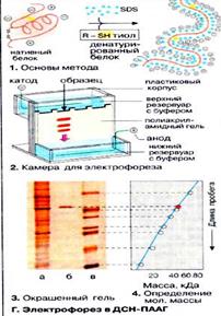 методы очистки и выделения белков - student2.ru