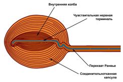 миелиновые нервные волокна - student2.ru