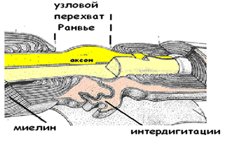 миелиновые нервные волокна - student2.ru