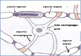 миелиновые нервные волокна - student2.ru