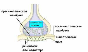 миелиновые нервные волокна - student2.ru