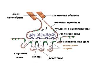 миелиновые нервные волокна - student2.ru