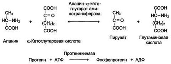 Микросомальная система гидроксилирования - student2.ru