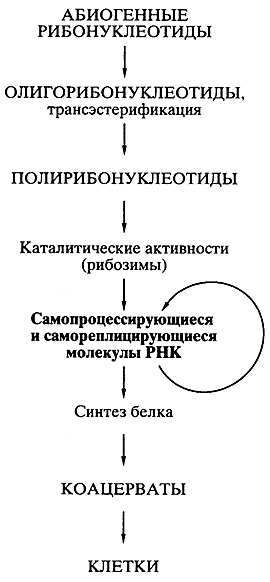 Мир РНК как предшественник современной жизни. - student2.ru