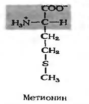 модификация аминокислот. роль. - student2.ru