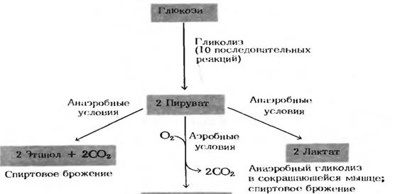 модификация аминокислот. роль. - student2.ru