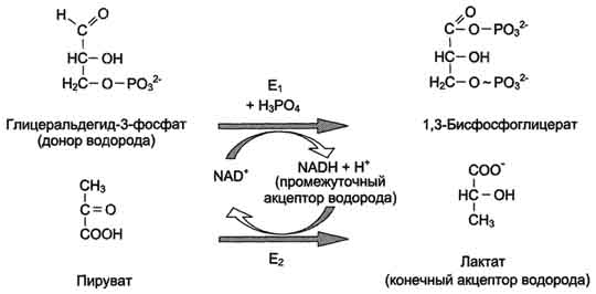 Молекулярные механизмы ферментативного катализа - student2.ru