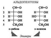 Моносахариды: окисление в гликоновые, гликаровые и гликуроновые кислоты; представители – D–глюконовая, D–глюкуроновая, D–галактуроновая кислоты; аскорбиновая кислота (витамин С) - student2.ru