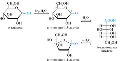 Моносахариды: окисление в гликоновые, гликаровые и гликуроновые кислоты; представители – D–глюконовая, D–глюкуроновая, D–галактуроновая кислоты; аскорбиновая кислота (витамин С) - student2.ru