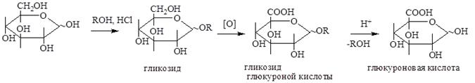 Моносахариды: окисление в гликоновые, гликаровые и гликуроновые кислоты; представители – D–глюконовая, D–глюкуроновая, D–галактуроновая кислоты; аскорбиновая кислота (витамин С) - student2.ru