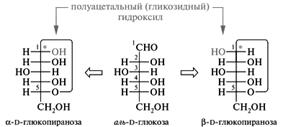 Моносахариды: окисление в гликоновые, гликаровые и гликуроновые кислоты; представители – D–глюконовая, D–глюкуроновая, D–галактуроновая кислоты; аскорбиновая кислота (витамин С) - student2.ru