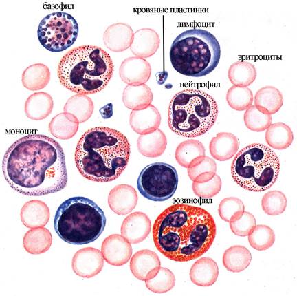 Морфо-функциональная характеристика крови - student2.ru