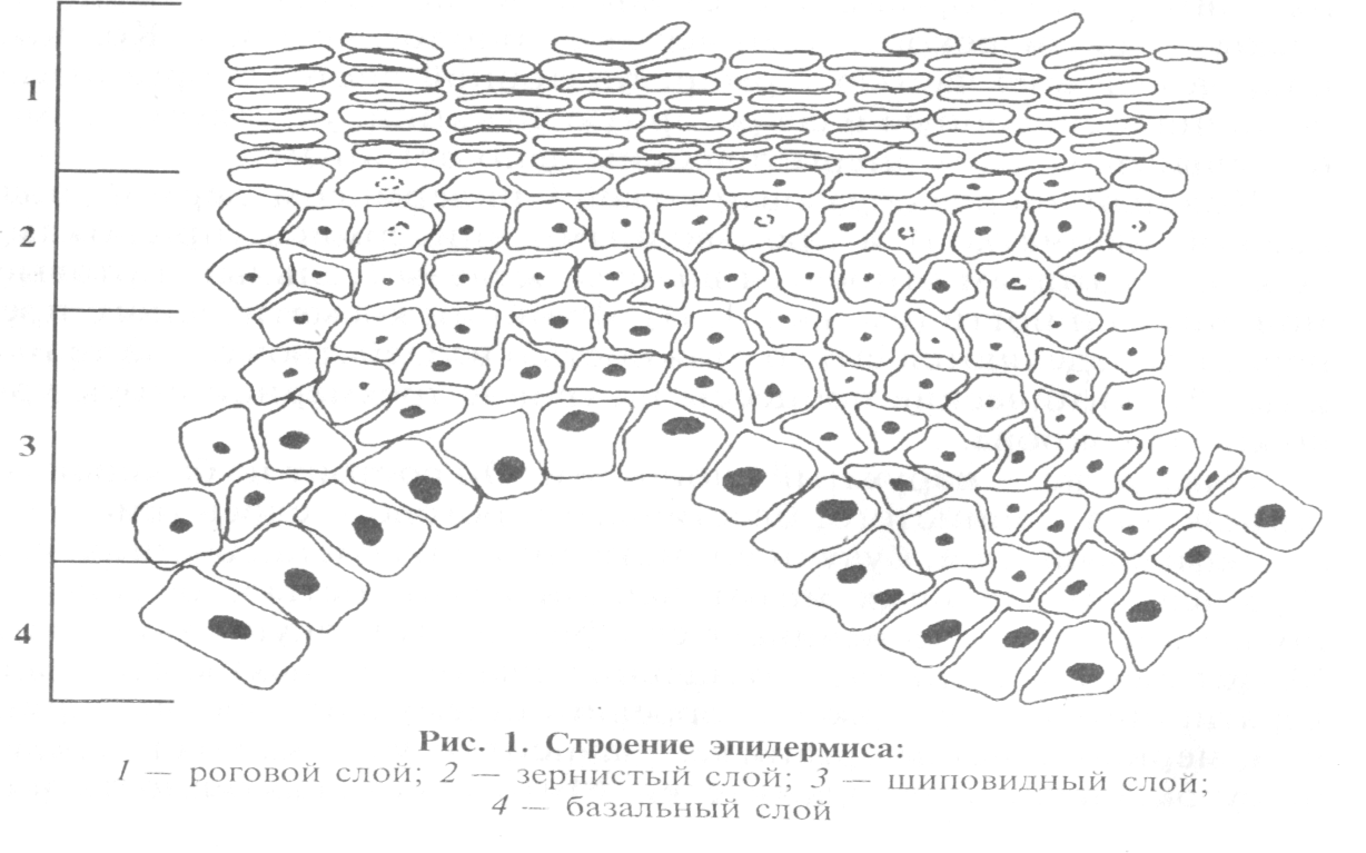 морфология и физиология кожи - student2.ru