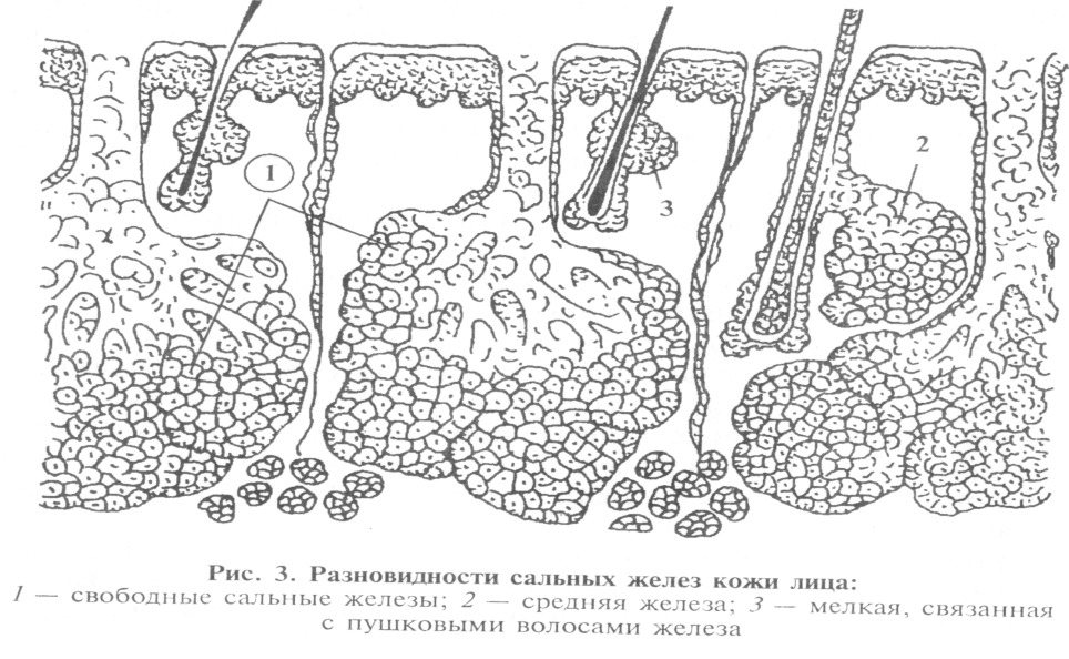 морфология и физиология кожи - student2.ru