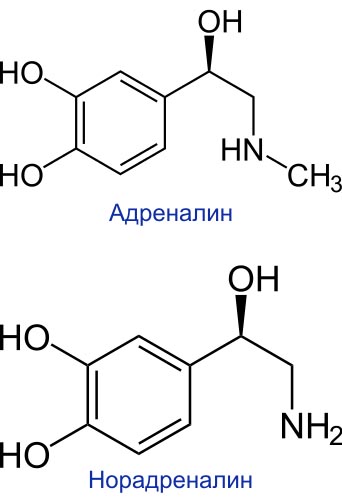 Мозговое вещество надпочечников - student2.ru