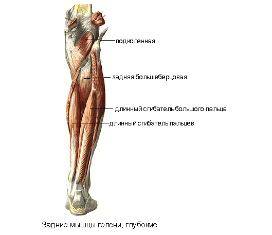 Мышцы голени - student2.ru