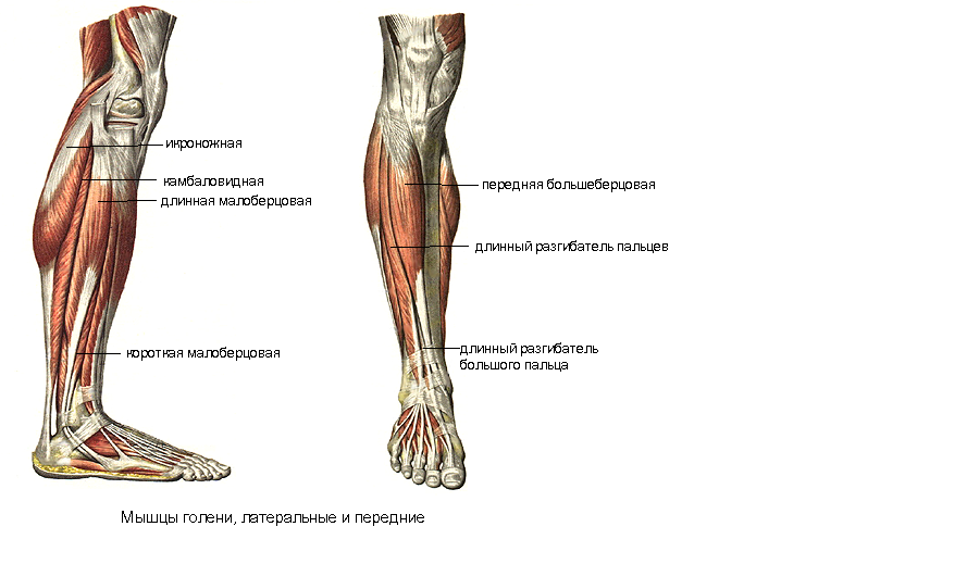 Мышцы голени - student2.ru