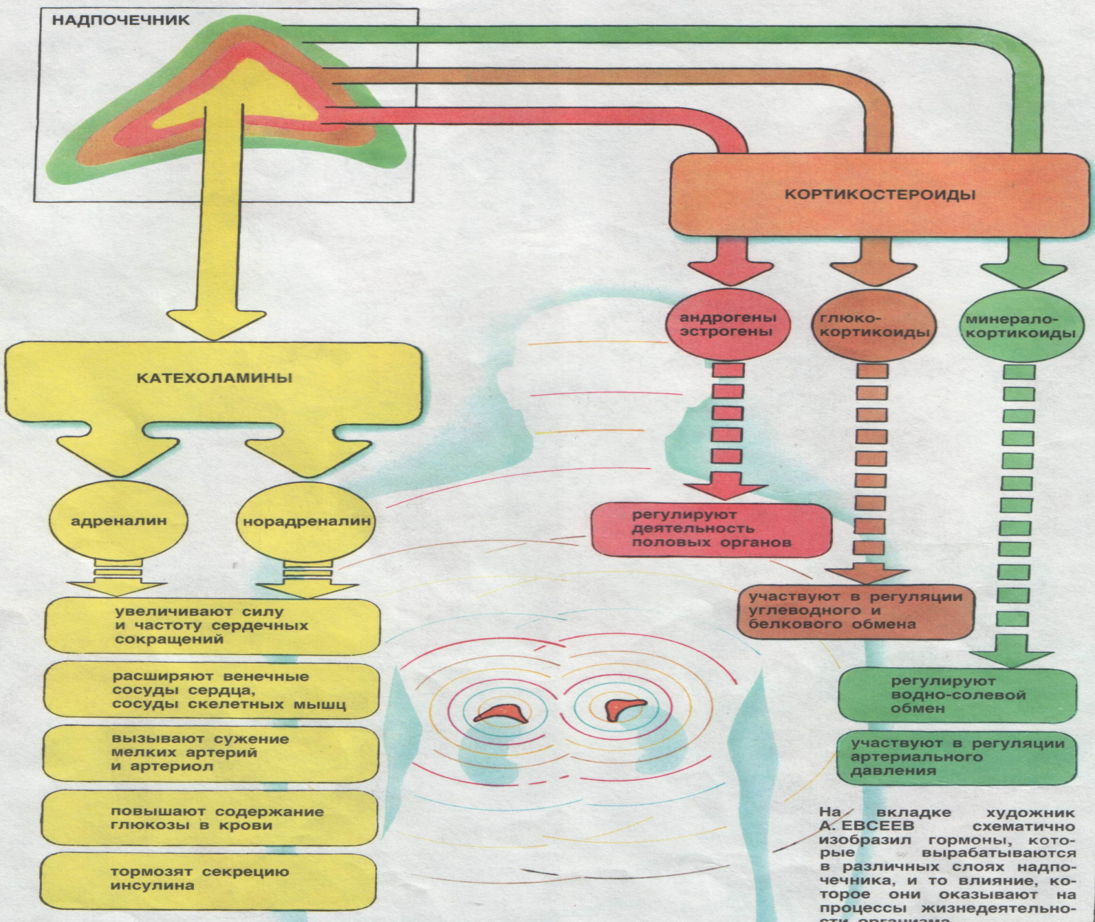 надпочечники - student2.ru
