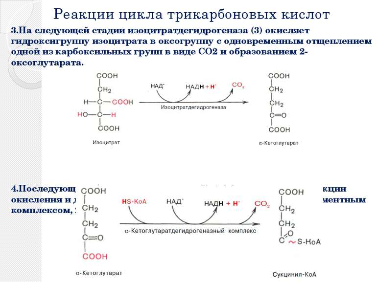 Напишите последовательность реакций ЦТК. Поясните анаболические функции ЦТК. Отметьте анаплеротические реакции и их значение. - student2.ru