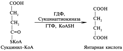 Напишите последовательность реакций ЦТК. Поясните анаболические функции ЦТК. Отметьте анаплеротические реакции и их значение. - student2.ru