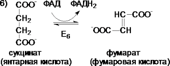 Напишите последовательность реакций ЦТК. Поясните анаболические функции ЦТК. Отметьте анаплеротические реакции и их значение. - student2.ru