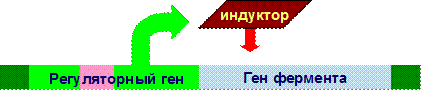 Наследственные энзимопатии - student2.ru