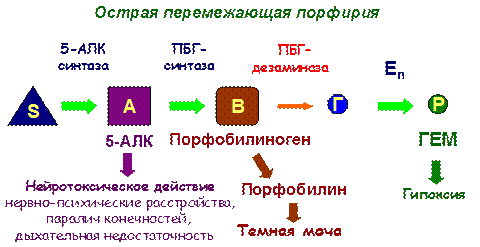 Наследственные энзимопатии - student2.ru