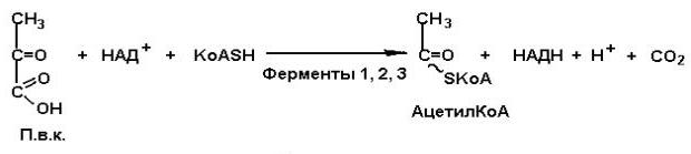 Назовите и дайте характеристику ферментам антиоксидантной защиты от пероксида водорода и от супероксид-аниона. Напишите соответствующие реакции. - student2.ru