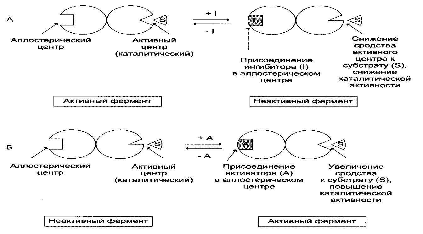 Неконкурентное ингибирование - student2.ru