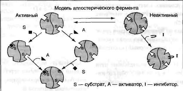 Неконкурентное ингибирование - student2.ru