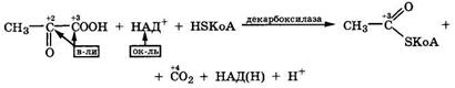 Некоторые биогенные оксокарбоновые кислоты и их биологическая роль - student2.ru
