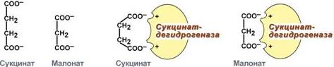 Необратимое ингибирование - student2.ru