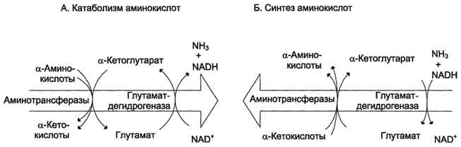 Непрямое дезаминирование аминокислот. Схема процесса, субстраты, ферменты, кофакторы. - student2.ru